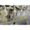Producer of prickly pear seed oil